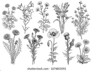 Maybe you would like to learn more about one of these? Flower Drawing Images, Stock Photos & Vectors | Shutterstock