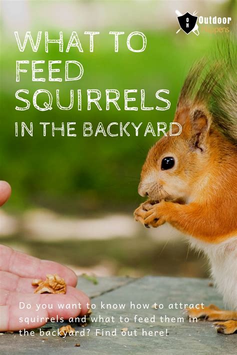 The Grey Squirrel Has A Varied Diet So Theyll Eat A Whole Bunch Of