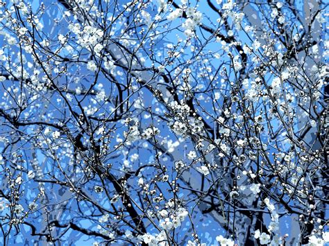 Wallpaper Sky Snow Winter Branch Blue Frost Cherry Blossom