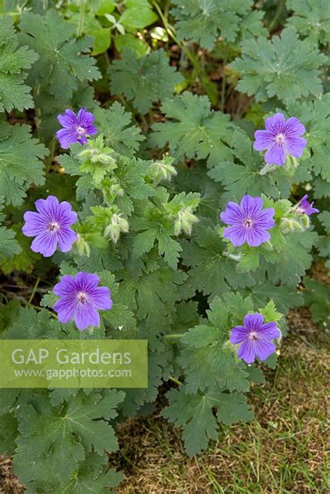 Geranium Alan Mayes Stock Photo By Michael Howes Image 0151743