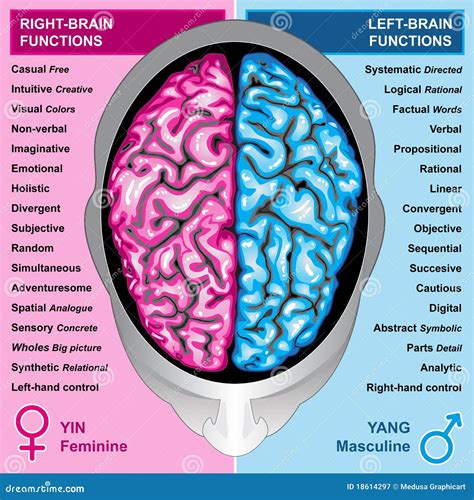 Human Brain Left And Right Functions Stock Illustration Illustration