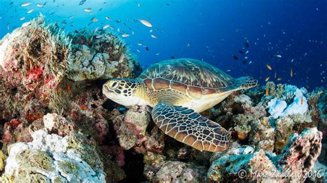 Marine Animals Get Caught In Ghost Nets In The Indian Ocean