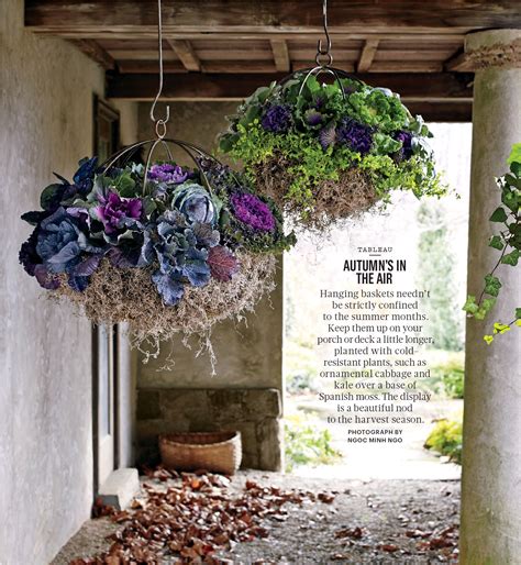 Connecting People Through News Winter Hanging Baskets Ornamental