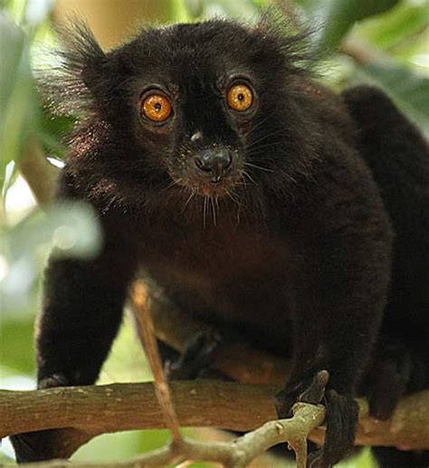 Black Lemur The Other Blue Eyed Primate Animal Pictures And Facts