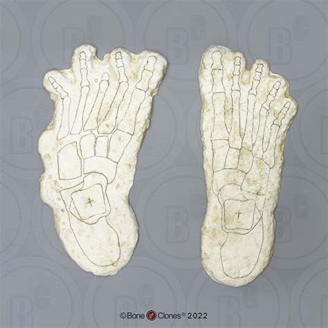 Bigfoot Pair Of Footprints Impressions And Reconstructions By Dr Grover Krantz Bone Clones