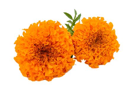 Marigold Png Images Transparent Free Download Pngmart