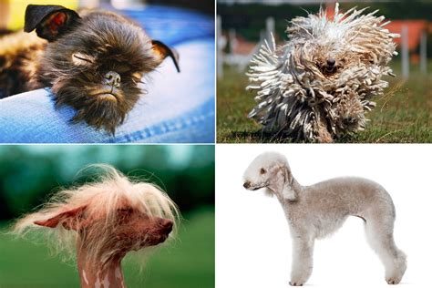 15 Weird Looking Dog Breeds