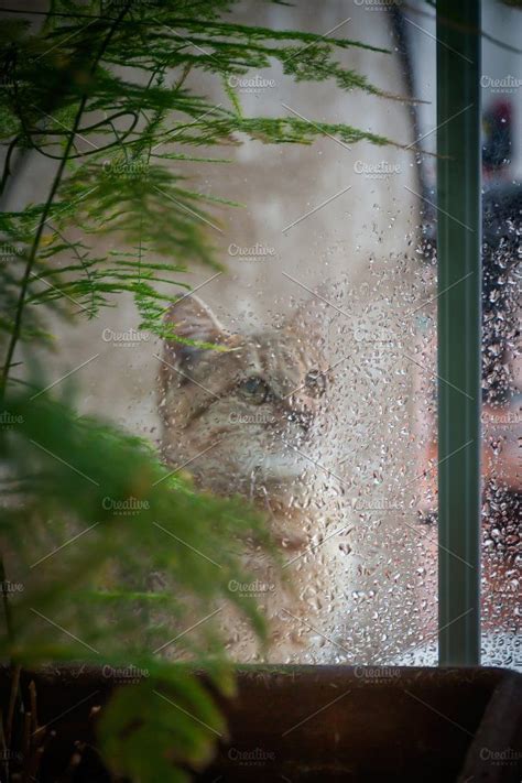 Cat Looking Out The Window Stock Photo Containing Rain And Animal