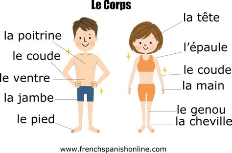 Incredible List Of French Words For Body Parts With New Ideas