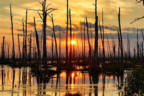 Swamp Scene Sunset Incredible Places Cypress Swamp Landscape