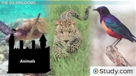 Classification Lesson Plans - Videos & Lessons | Study.com