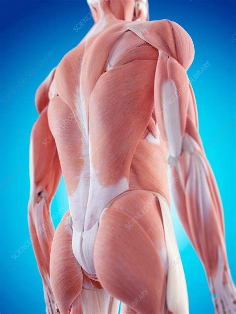 Human Back Muscles Stock Image F0158214 Science Photo Library