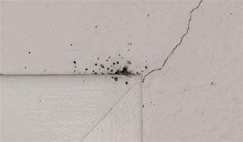 Bed Bugs In Wall How To Get Them Out