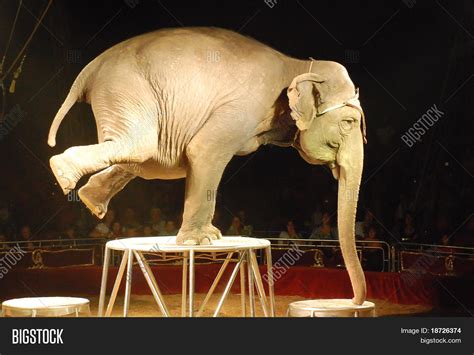 Circus Elephant On Image And Photo Free Trial Bigstock