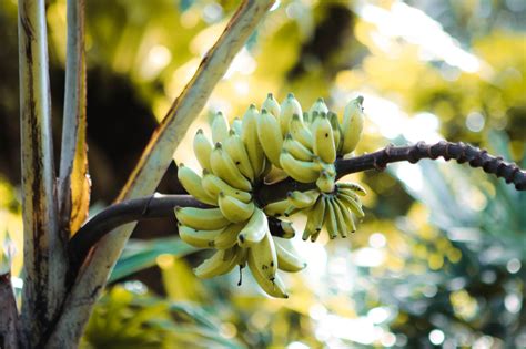 Bananier Dans Le Jardin Comment Le Planter Et Comment Lentretenir