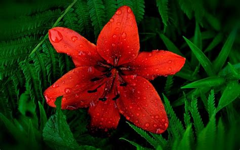 Red Lily Flower Wallpaper Nature And Landscape Wallpaper Better
