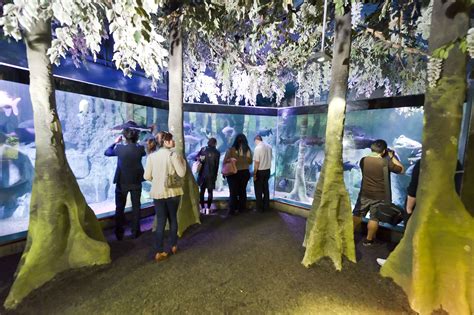 Explore The Wonders Of The Sea Life London Aquarium At Our After Dark
