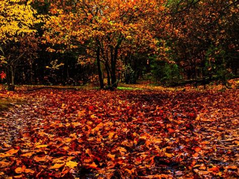 Why Trees Shed Their Leaves Earth Earthsky