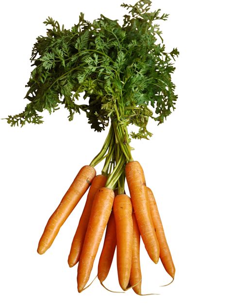 Orange Carrots With Stem Png Image Purepng Free Transparent Cc0 Png