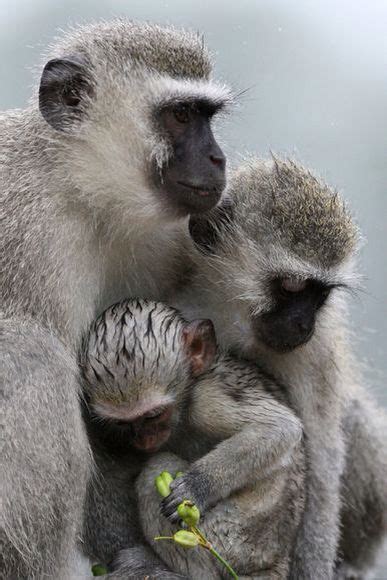 Vervet Monkeys During Unseasonably Rainy And Cold Summer Weather In