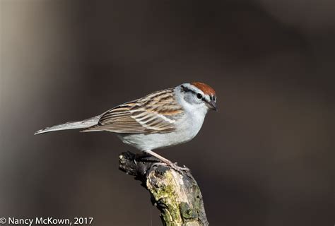 Photographing Chipping Sparrows And Thoughts About In Camera Meters