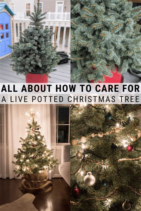 How To Take Care Of A Potted Christmas Tree The Right Way Real