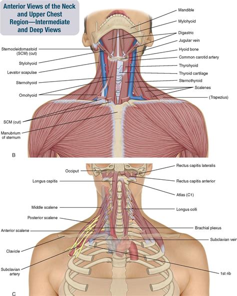 8 Muscles Of The Spine And Rib Cage Musculoskeletal Key