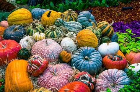 Sarah Browning Choose Pumpkins Gourds Carefully Home And Garden