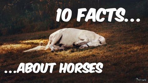 10 Facts About Horses