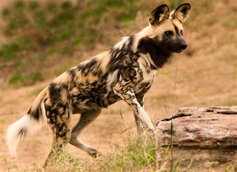 Wild Dogs Africa Tyredwars