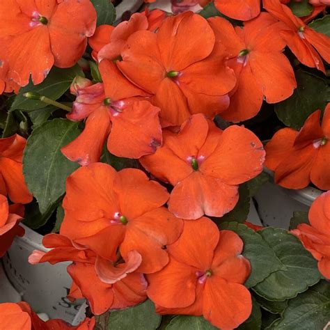 Beacon ® Orange Impatiens Garden Crossings