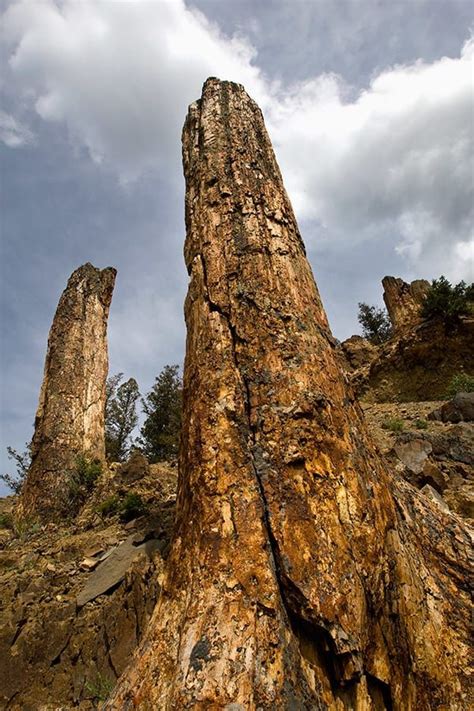 Petrified Trees Yellowstone Np Yellowstone National Park National
