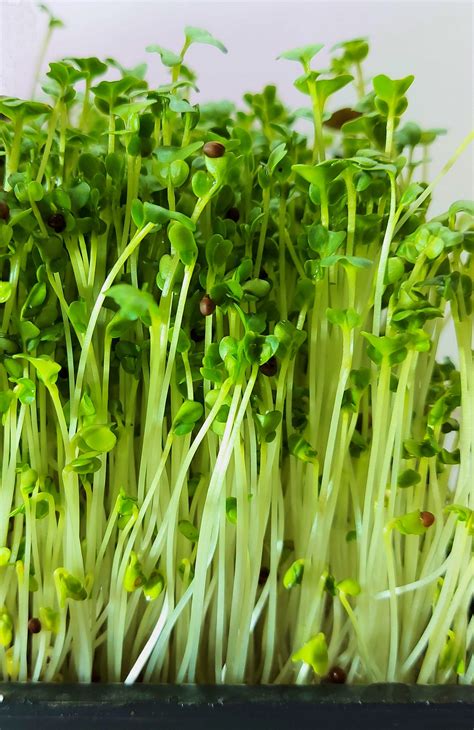 Top 3 Mistakes When Growing Broccoli Sprouts Country Bounty