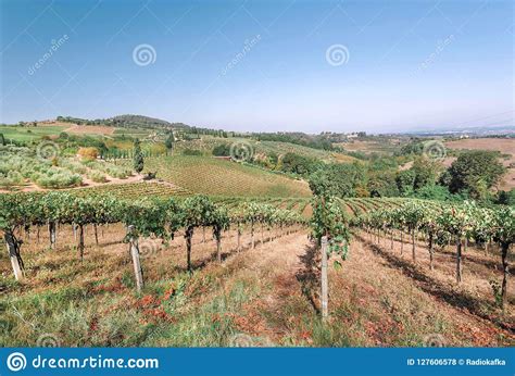 Huge Farm With Wineyard Colorful Vineyard Landscape In Italy Stock