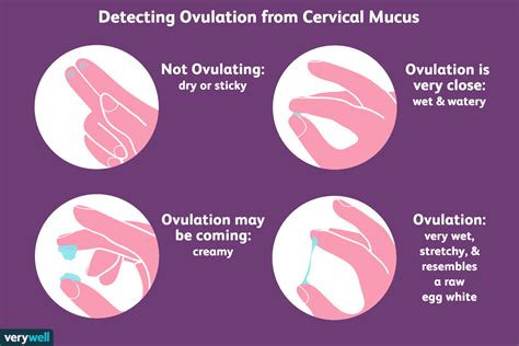 Egg White Cervical Mucus Vs Sperm