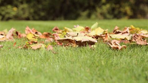 8 Fall Lawn Care Tips To Maintain The Perfect Grass