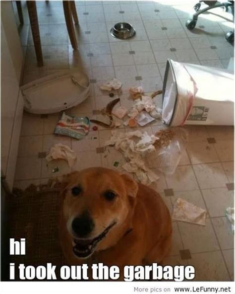 Funny Animal Pictures Of The Day 26 Pics Funny Dog Pictures Funny