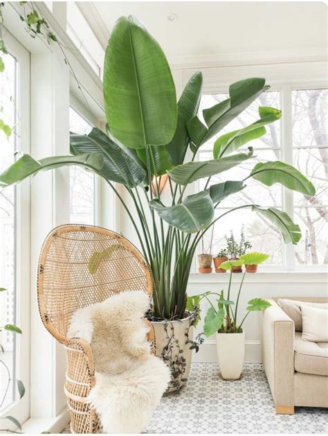 Add greenery to your house to create a friendly and inviting living space. Top 5 Indoor Plants of 2016 | 가정용, 집 내부, 장식 아이디어
