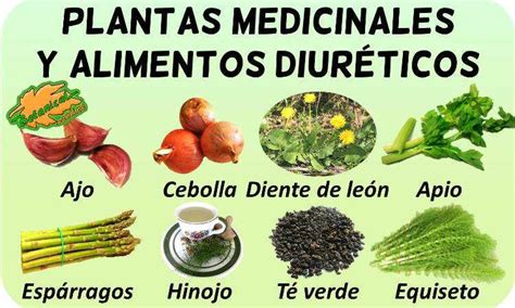 Plantas Medicinales De Bolivia Y Sus Propiedades Pdf Plantas Curativas Sexiz Pix