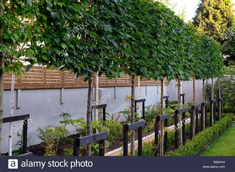 What is the best garden screening? pleached hornbeam,newly planted,decisuous tree,trees ...