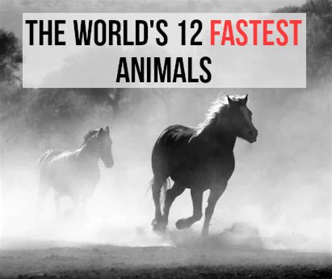 Top 12 Fastest Land Animals In The World Owlcation