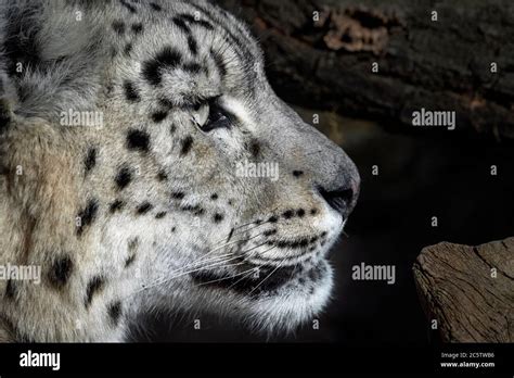 Female Snow Leopard Profile Stock Photo Alamy