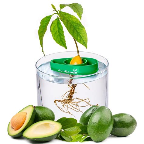 Next, dry the avocado and insert three to four. AvoSeedo - Grow Your Own Avocado Tree - The Green Head