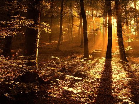 Beautiful Nature Forest Sunrise Wallpaper Hd Wallpapers