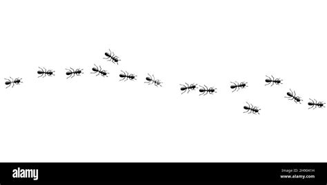 Black Ants Invasion Ant Trail Isolated In White Background Vector