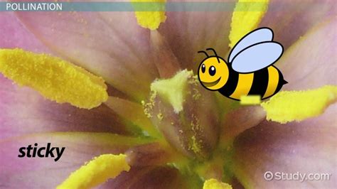 La belle merriwick wiki un soupçon de magie fandom what flower is the middleton merriwick yahoo answers merriwick family the good witch wiki fandom merriwick plant. Stamen of a Flower: Definition, Function & Design - Video ...