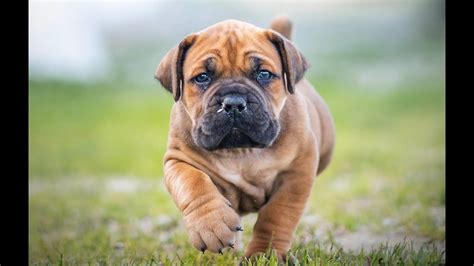 Boerboel Growth Chart Weight Chart And Size Chart