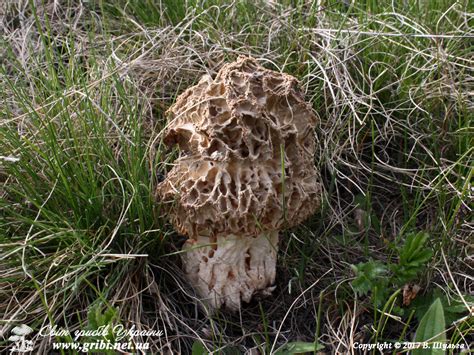 Світ грибів України » Morchella steppicola