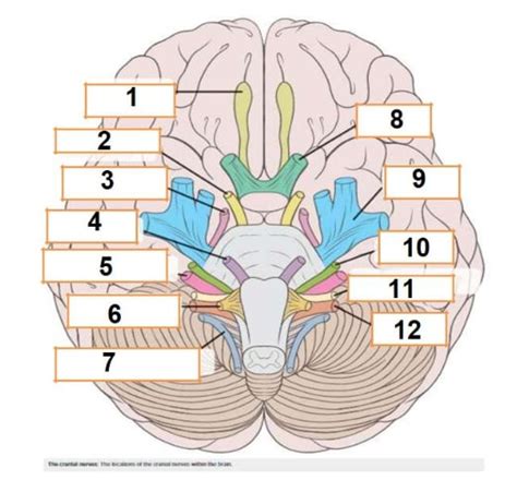 Solved Cranial Nerves Cranial Nerves Are The Nerves That Emerge