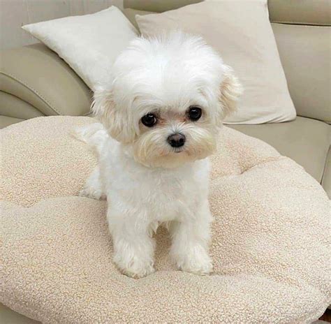 Miniature Maltese Puppies For Sale